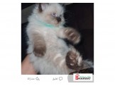 قطه همالاي اصلي مستوى عالي انثى عمر شهرين 