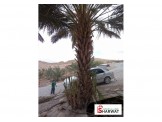 اشجار نخيل وجميع الاحجام
