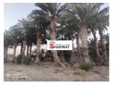 أشجار نخيل - 2