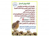 طيور الفر ( السمان او السلوى) - 2