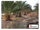 اشجار نخيل وجميع الاحجام - 2