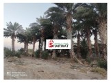 أشجار نخيل - 3