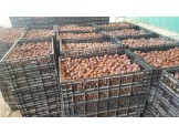 تمور_لاغوار - 2