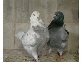 حمام كينج نخب - 3