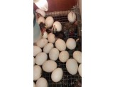 فقاسة بيض - 3