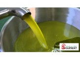 زيت زبتون جديد للبيع 