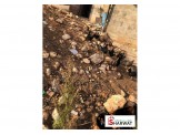 فراخ بلدي