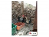 طيور دجاج بلدي متاحة للبيع - 2