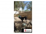 اريحا/مخيم عقبة الجبر - 3