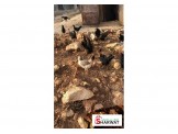 فراخ بلدي - 3