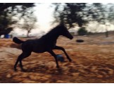 خيل