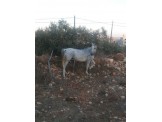 خيل - 2