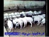 مزرعة مع حظائر - 2