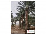نخيل طول الساق 8 متر الزبيدات ..الاغوار ..اريحا