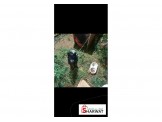 كلب بومرينيان أنثى العمر 8 اشهر  - 2