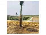 اشجار نخيل للحدائق