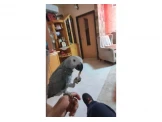 بوفيه وطاولات من الزان - 2