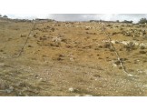 أرض 2 دونم - يطا - الحيلة وادي السادة - 1 أرض 2 دونم - يطا - الحيلة وادي السادة - 1